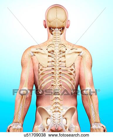 Male skeleton, artwork View Large Illustration Stock Illustration - Male skeleton, artwork. Fotosearch