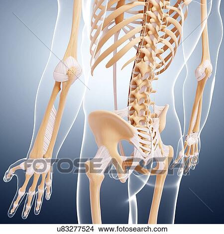 Male skeleton, artwork View Large Illustration Stock Illustration - Male skeleton, artwork. Fotosearch