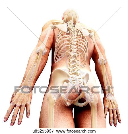 Male skeleton, artwork View Large Illustration Stock Illustration - Male skeleton, artwork. Fotosearch