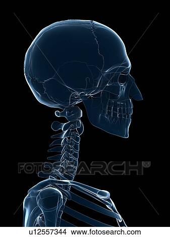 Male skull, artwork View Large Illustration Stock Illustration - Male skull, artwork. Fotosearch