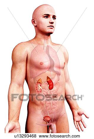 Stock Illustration - Male urinary system, artwork. Fotosearch