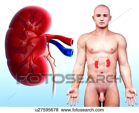 Male urinary system, artwork View Large Illustration Stock Illustration - Male urinary system, artwork. Fotosearch