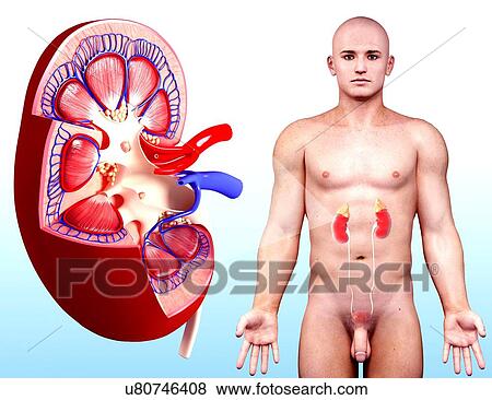 Stock Illustration - Male urinary system, artwork. Fotosearch