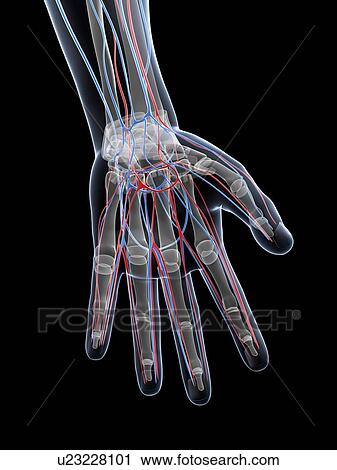 Male vascular system, artwork View Large Illustration Clip Art - Male vascular system, artwork. Fotosearch