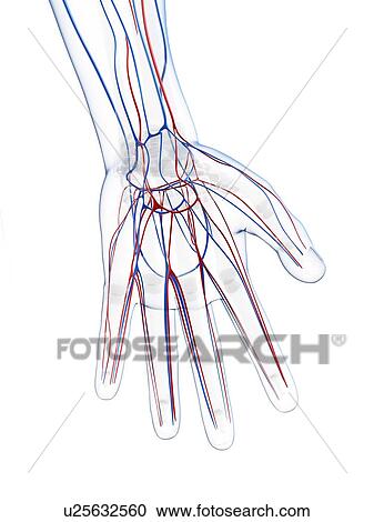 Male vascular system, artwork View Large Illustration Clipart - Male vascular system, artwork. Fotosearch