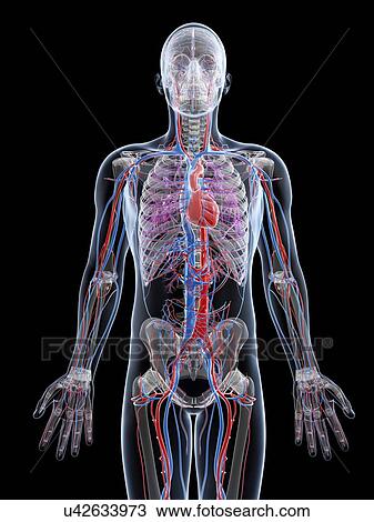 Drawing - Male vascular system, artwork. Fotosearch
