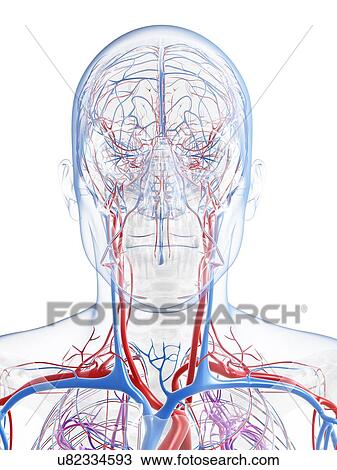 Male vascular system, artwork View Large Illustration Drawing - Male vascular system, artwork. Fotosearch