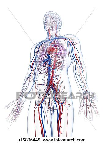 Stock Illustration - Male vascular system, artwork. Fotosearch
