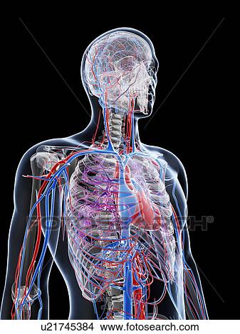 Stock Illustration - Male vascular system, artwork. Fotosearch