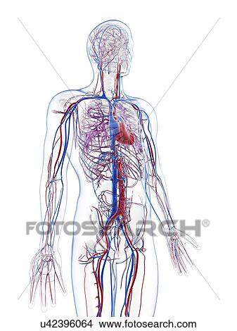 Male vascular system, artwork View Large Illustration Stock Illustration - Male vascular system, artwork. Fotosearch