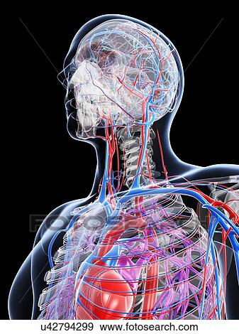 Stock Illustration - Male vascular system, artwork. Fotosearch