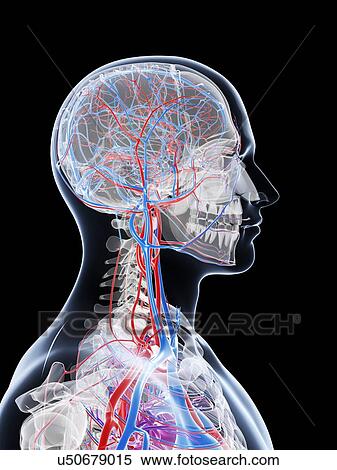 Stock Illustration - Male vascular system, artwork. Fotosearch