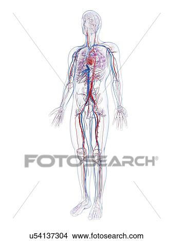 Male vascular system, artwork View Large Illustration Stock Illustration - Male vascular system, artwork. Fotosearch