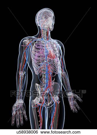 Stock Illustration - Male vascular system, artwork. Fotosearch