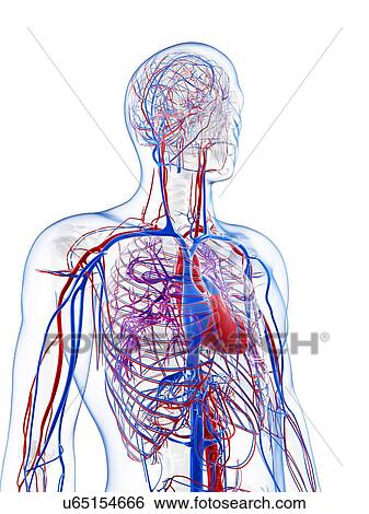 Stock Illustration - Male vascular system, artwork. Fotosearch