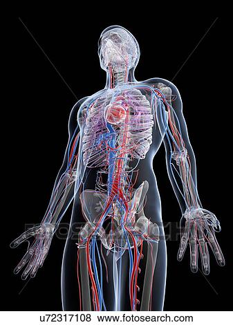 Stock Illustration - Male vascular system, artwork. Fotosearch