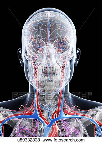 Stock Illustration - Male vascular system, artwork. Fotosearch