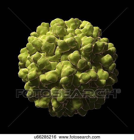 Stock Illustration - Melon necrotic spot virus, artwork. Fotosearch