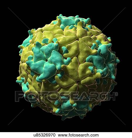 Mengo Encephalomyocarditis virus, artwork View Large Illustration Clipart - Mengo Encephalomyocarditis virus, artwork. Fotosearch
