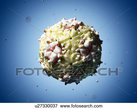 Stock Illustration - Mengo Encephalomyocarditis virus, artwork. Fotosearch