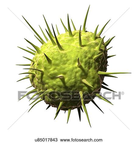 Drawing - Mimi virus, artwork. Fotosearch