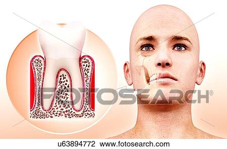 Drawing - Molar tooth, artwork. Fotosearch