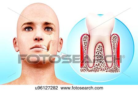 Drawing - Molar tooth, artwork. Fotosearch