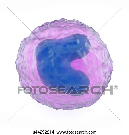 Monocyte white blood cell, artwork View Large Illustration Stock Illustration - Monocyte white blood cell, artwork. Fotosearch
