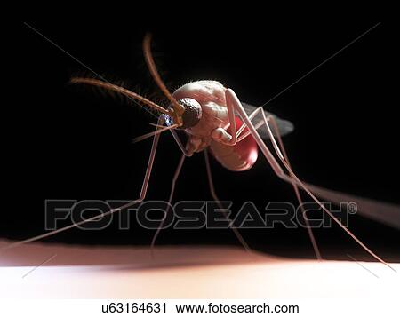 Clip Art - Mosquito, artwork. Fotosearch