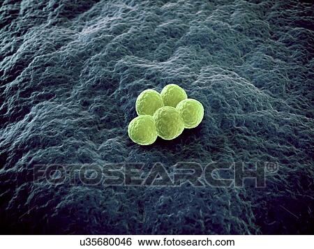 MRSA bacteria, artwork View Large Illustration Stock Illustration - MRSA bacteria, artwork. Fotosearch