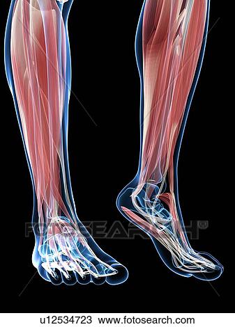 Muscles of the foot, artwork View Large Illustration Drawing - Muscles of the foot, artwork. Fotosearch
