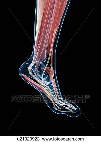 Drawing - Muscles of the foot, artwork. Fotosearch