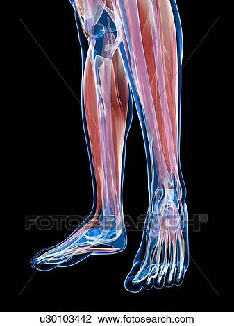 Drawing - Muscles of the lower leg, artwork. Fotosearch