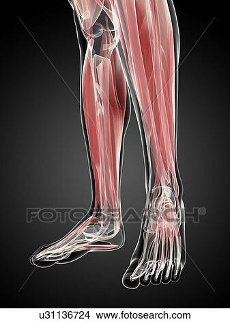 Muscles of the lower leg, artwork View Large Illustration Stock Illustration - Muscles of the lower leg, artwork. Fotosearch