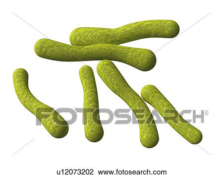 Drawing - Mycoplasma pneumoniae, artwork. Fotosearch