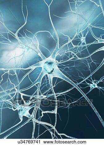 Nerve cell, artwork View Large Illustration Clip Art - Nerve cell, artwork. Fotosearch