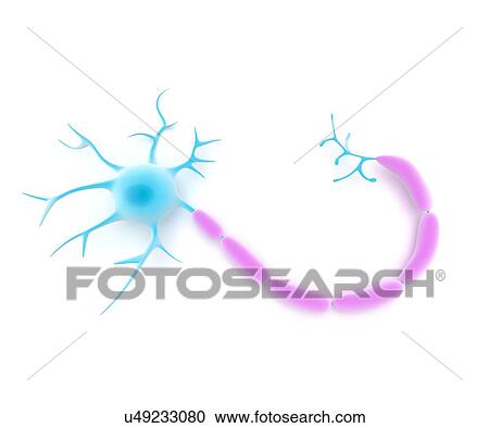 Nerve cell, artwork View Large Illustration Clipart - Nerve cell, artwork. Fotosearch