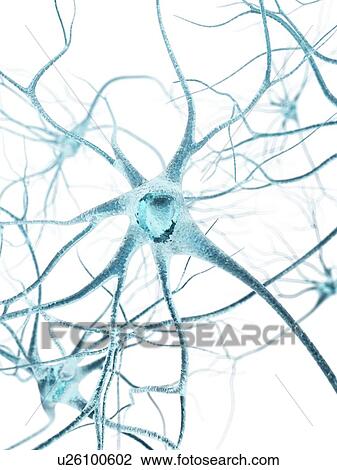 Drawing - Nerve cell, artwork. Fotosearch