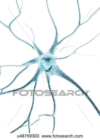 Nerve cell, artwork View Large Illustration Drawing - Nerve cell, artwork. Fotosearch