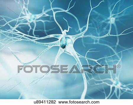 Nerve cell, artwork View Large Illustration Drawing - Nerve cell, artwork. Fotosearch