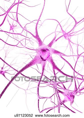 Nerve cell, artwork View Large Illustration Drawing - Nerve cell, artwork. Fotosearch