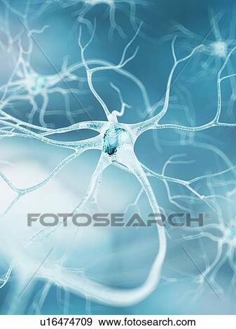 Nerve cell, artwork View Large Illustration Stock Illustration - Nerve cell, artwork. Fotosearch