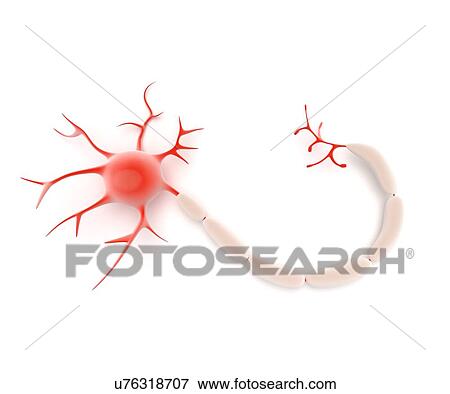 Nerve cell, artwork View Large Illustration Stock Illustration - Nerve cell, artwork. Fotosearch