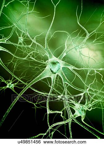 Nerve cells, artwork View Large Illustration Stock Illustration - Nerve cells, artwork. Fotosearch