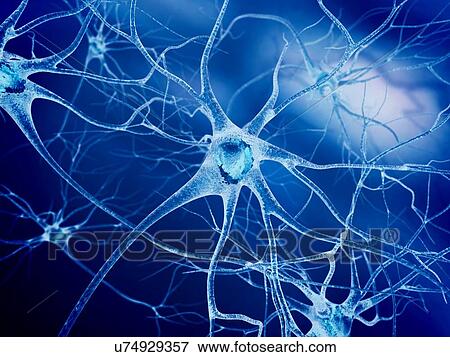 Stock Illustration - Nerve cells, artwork. Fotosearch