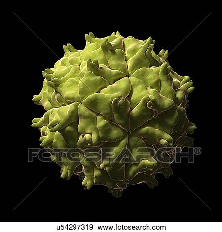 Nodamura virus particle, artwork View Large Illustration Stock Illustration - Nodamura virus particle, artwork. Fotosearch