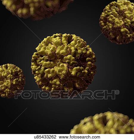 Drawing - Norovirus, artwork. Fotosearch