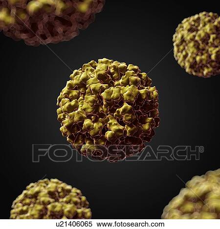 Norovirus, artwork View Large Illustration Stock Illustration - Norovirus, artwork. Fotosearch