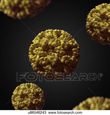 Norwalk virus, artwork View Large Illustration Drawing - Norwalk virus, artwork. Fotosearch