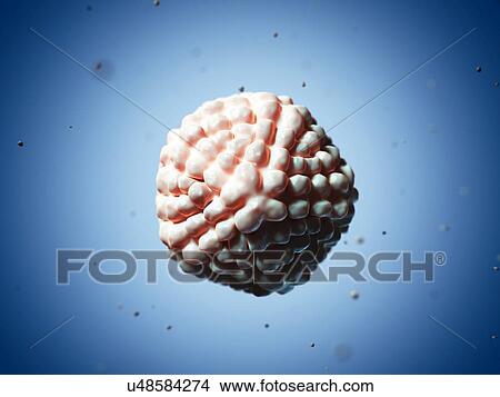 Stock Illustration - Nudaurelia capensis omega virus, artwork. Fotosearch
